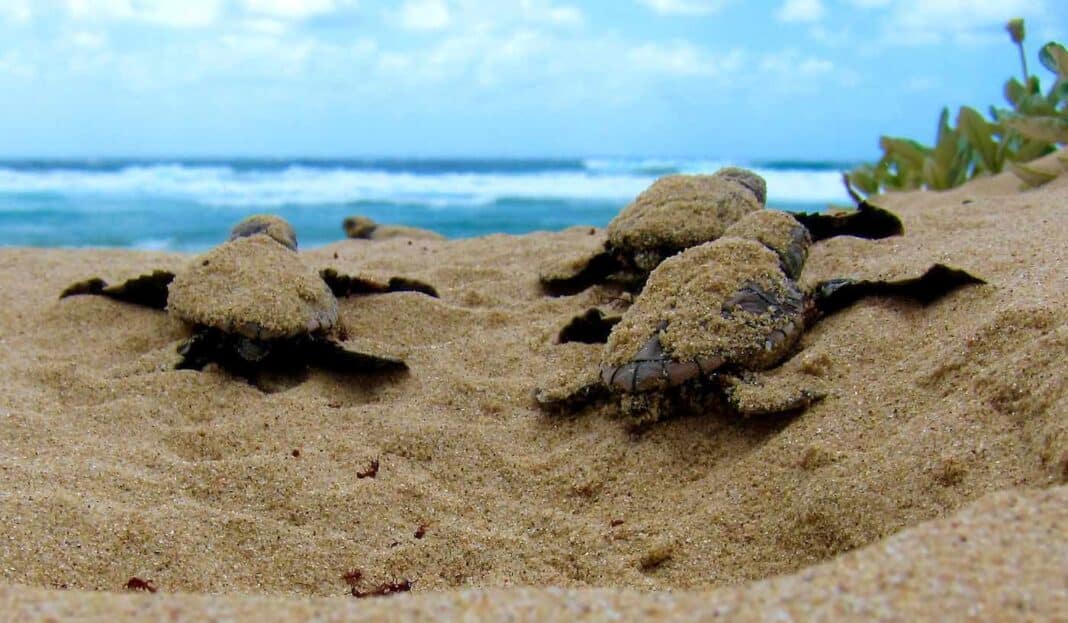 La Géorgie établit un record de tortues avec le plus grand nombre de nids de caouannes jamais recensés sur la plage -LOOK