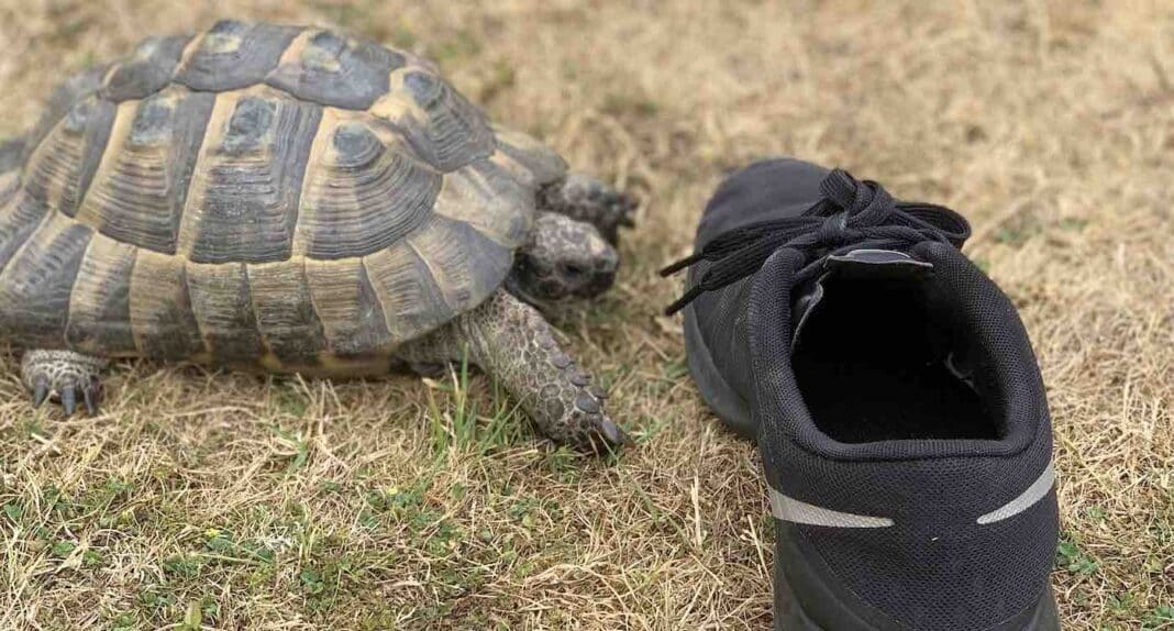 L'humour du dimanche : Une tortue attaque toutes les chaussures noires qui osent mettre un pied dans le jardin.