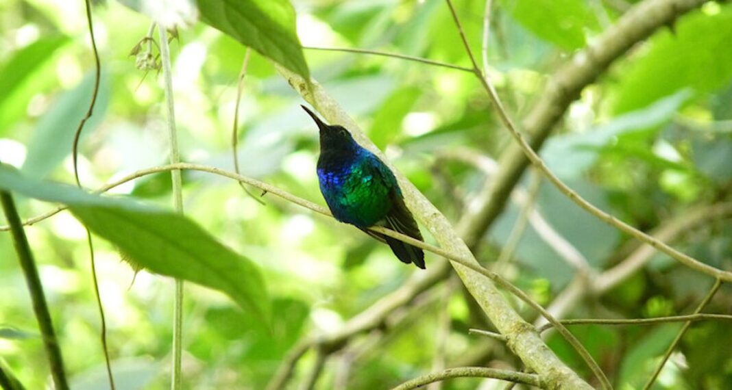 Un colibri chanteur rare redécouvert de façon inattendue en Colombie, vêtu de bleu et de vert iridescents