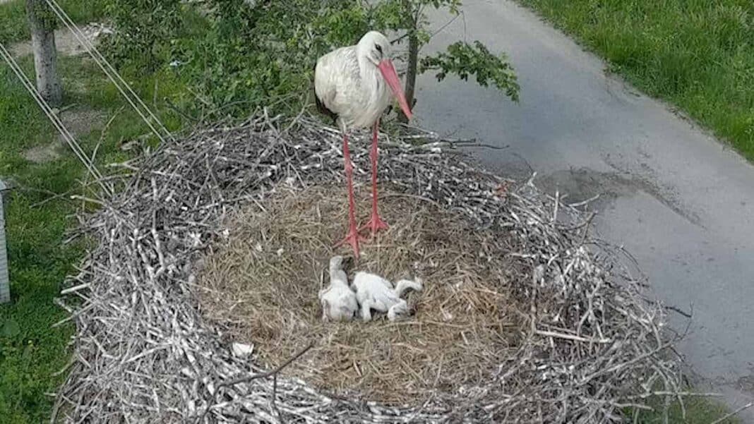 En Ukraine, la photo d'un nid de cigognes rentrées chez elles devient un symbole d'espoir pour le pays.