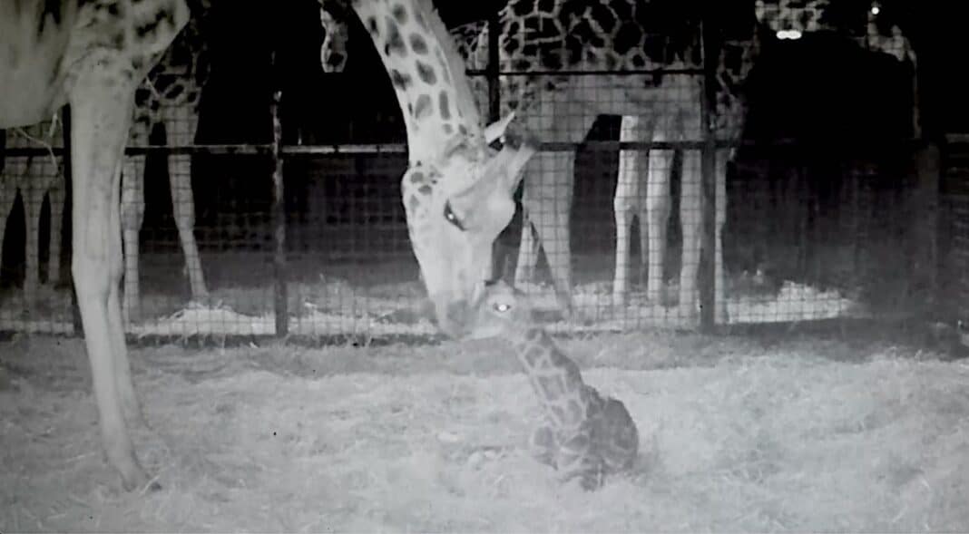 Regardez le moment où un bébé girafe en voie de disparition naît avec une chute majestueuse de 1,80 m sur le sol.