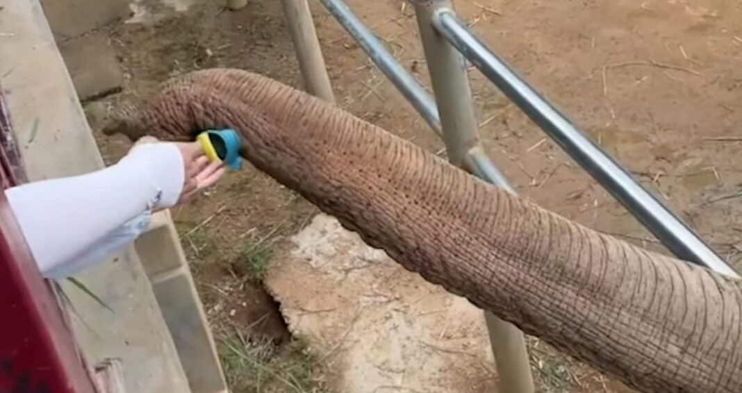 Un éléphant rend la chaussure d'un enfant tombée dans l'enclos d'un zoo - SO SWEET