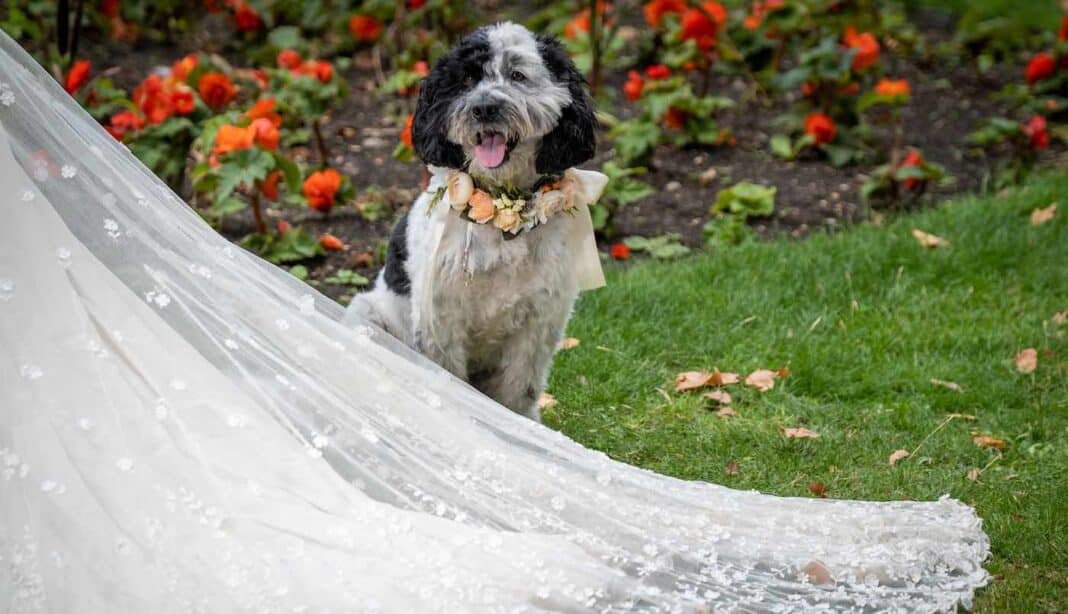 Deux tiers des propriétaires de chiens souhaitent que leurs animaux participent à leur mariage.