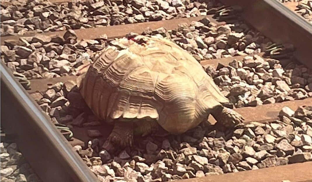 Une tortue géante de 3 pieds sauvée d'une voie ferrée grâce à une femme déterminée qui a repéré l'évadé