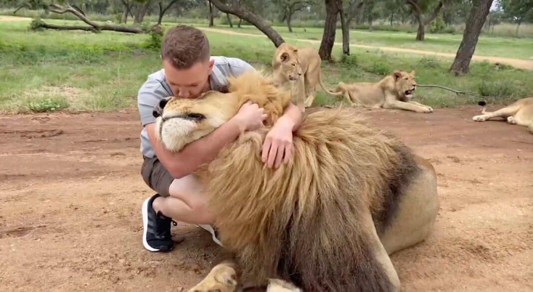 Un employé d'un parc safari est le meilleur ami d'un lion qu'il a câliné et choyé pendant des années - WATCH