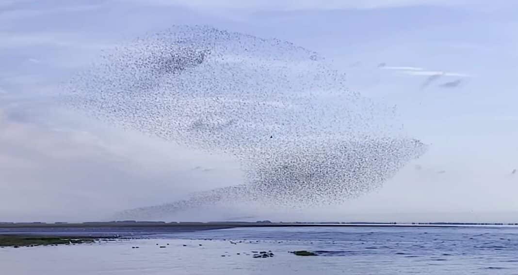 Un photographe capture la vision hypnotique de milliers d'oiseaux en murmures au-dessus de la mer - WATCH