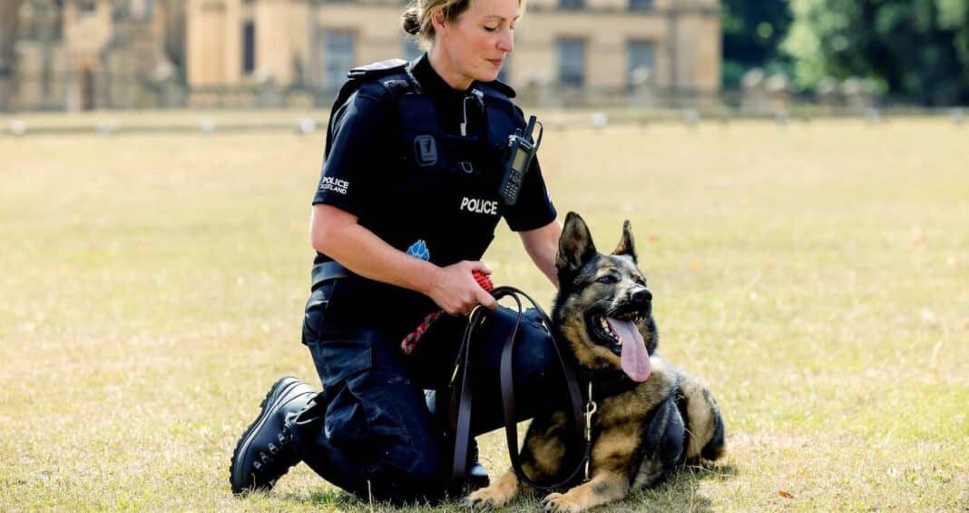 Le chien policier qui a sauvé 38 vies en huit ans de carrière est récompensé pour sa bravoure et peut maintenant jouer sur la plage.