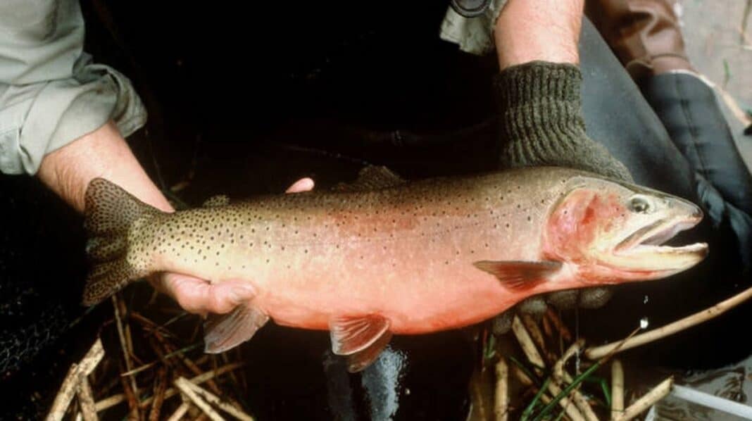 Le poisson d'État du Colorado, autrefois considéré comme éteint, se reproduit naturellement dans ses eaux d'origine.