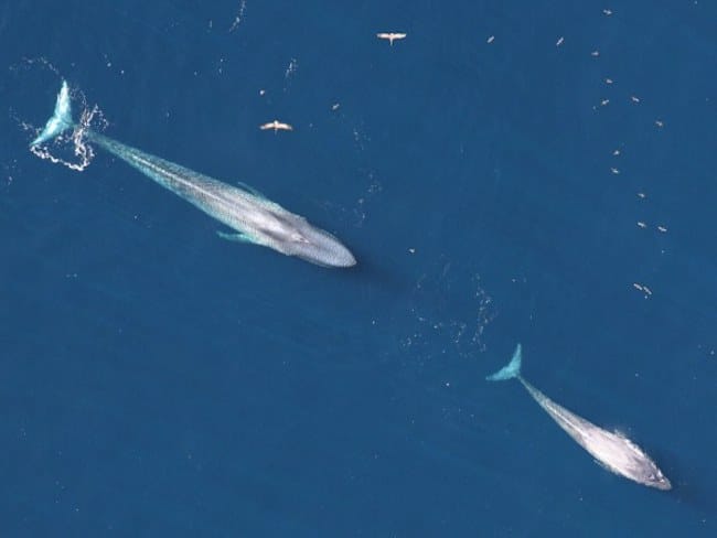 La plus grande compagnie de transport par conteneurs du monde réoriente sa flotte pour éviter les collisions avec les baleines bleues, une espèce menacée.
