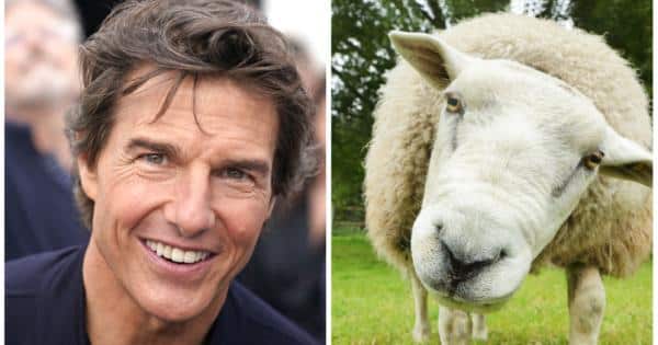 Tom Cruise bloqué par un troupeau de moutons
