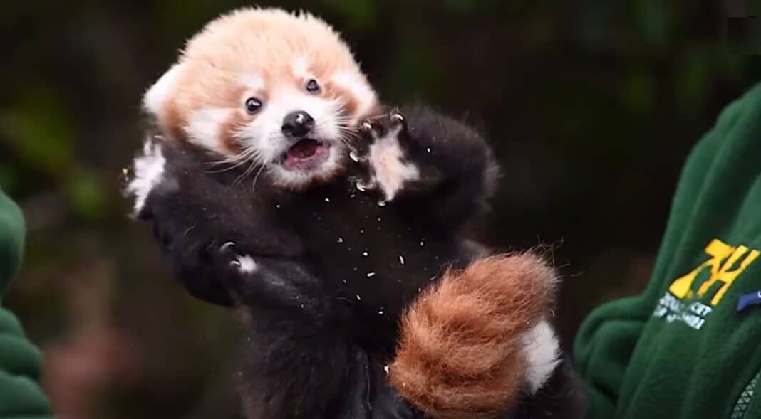 Un bébé panda roux rare qui a 