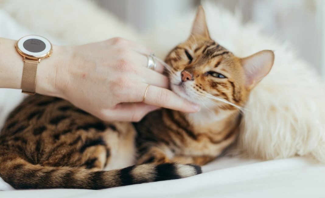 Un site Web vous permet d'écouter les ronronnements des chats lorsque vous êtes stressé - et cela peut aussi calmer votre chaton.