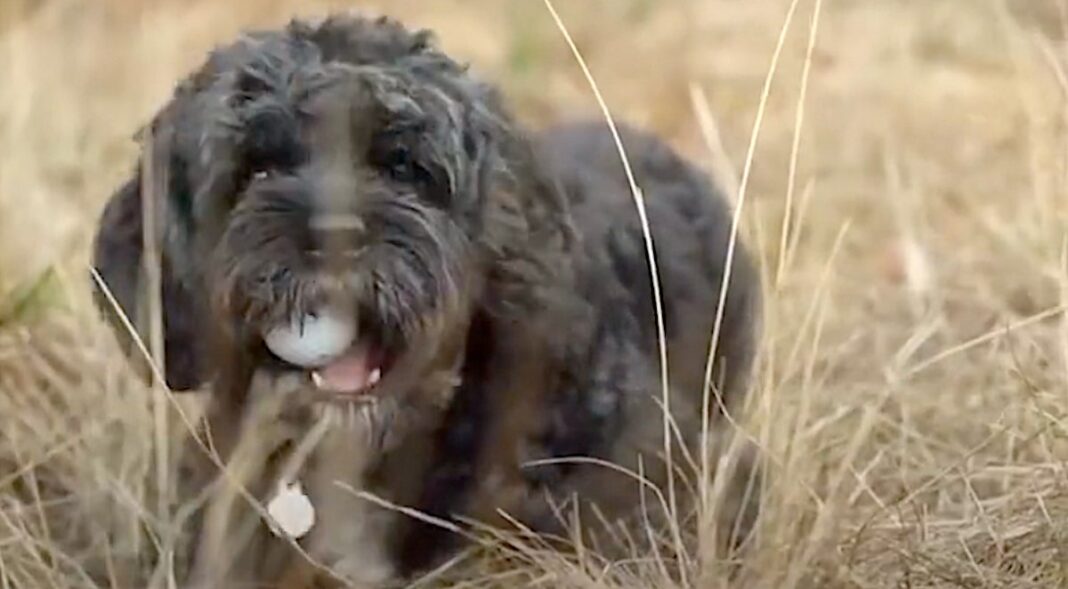Un chien mignon se promenant sur un terrain de golf a collecté 6 000 balles de golf perdues qui sont données à des organisations caritatives.