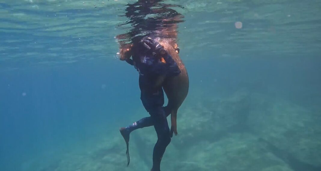 Regardez le moment incroyable où une otarie s'est approchée d'un adolescent en plongée libre et l'a serré dans ses bras : 