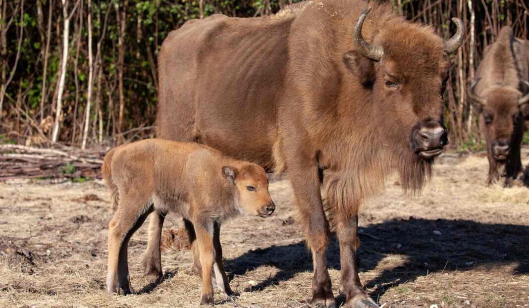 Le premier bison sauvage depuis 6 000 ans est né au Royaume-Uni après qu'un petit troupeau a été amené au Kent - les gardes forestiers ne savaient pas que l'un d'eux était enceinte