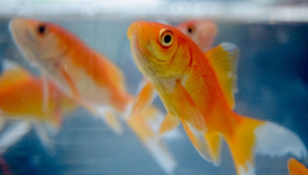 La fin d'un mythe : Les poissons rouges ont une excellente mémoire et sont même utilisés comme une espèce modèle pour la cognition des poissons.