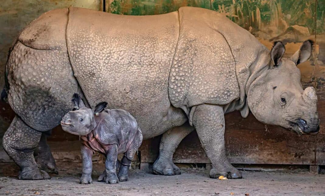 L'incroyable naissance d'un bébé rhinocéros en voie de disparition est filmée par les caméras du zoo, et galope en quelques minutes (WATCH)