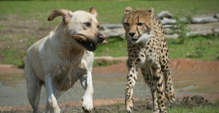L'Inde va immédiatement déployer des chiens super renifleurs pour protéger les guépards des braconniers