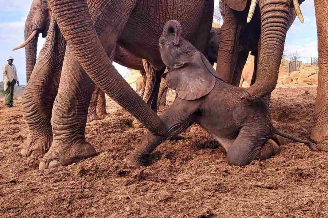 Regardez comment les éléphants adultes réagissent à la naissance du troupeau quelques instants après la naissance d'un adorable bébé