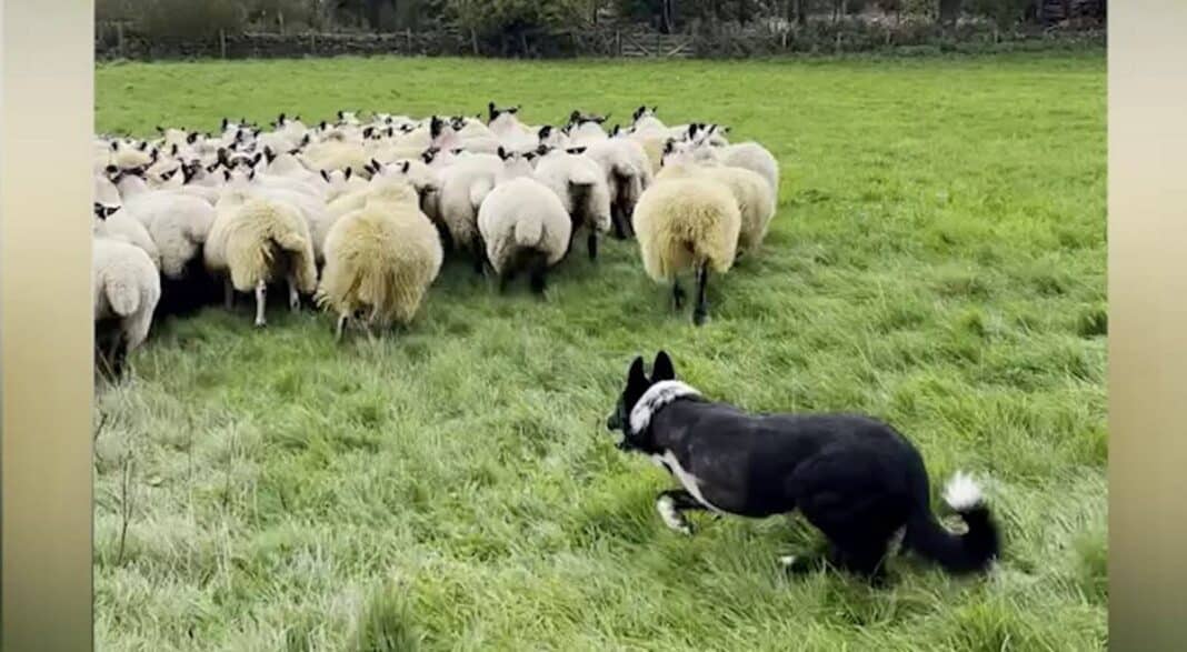 Un chien de berger continue à rassembler les animaux comme un chef malgré l'amputation d'une jambe à la suite d'un accident - WATCH
