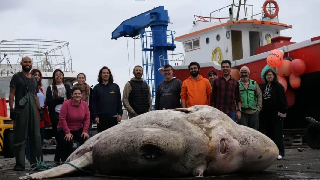 Le crapet géant, record du monde, est le poisson le plus lourd jamais pesé (6 000 livres) et un 