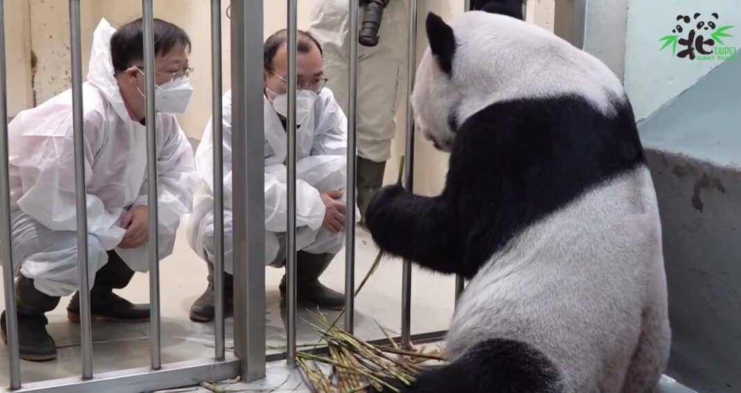 La Chine envoie des experts vétérinaires à Taiwan pour aider au rétablissement du panda malade