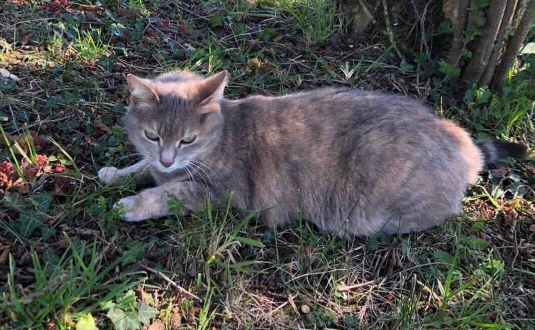 Un chat traverse la France à pied jusqu'à son ancienne maison avant de retrouver ses propriétaires, stupéfaits, 13 mois plus tard.