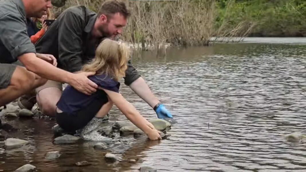 Les tortues de la rivière Manning, une espèce menacée, sont relâchées dans la nature après avoir sauvé leurs œufs pendant l'