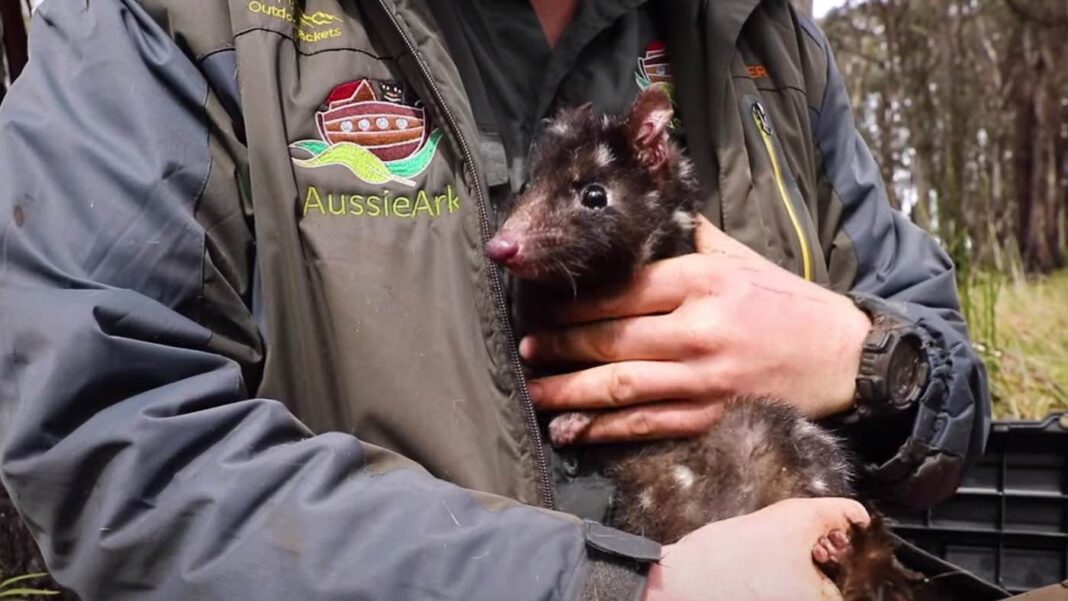Un baby-boom pour l'animal le plus mignon que l'on n'ait pas vu en Australie depuis des décennies : 