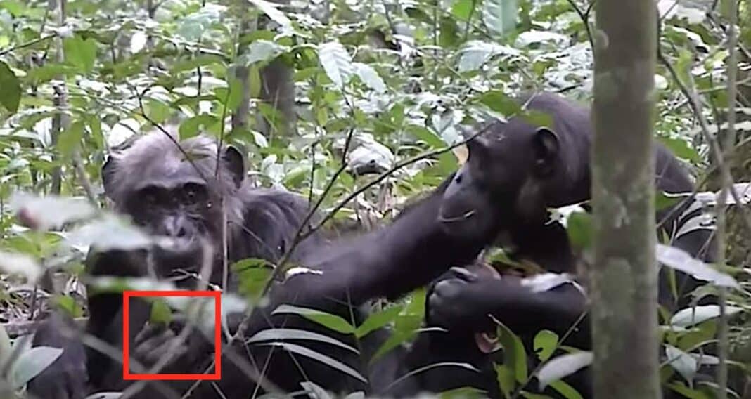 Les chimpanzés partagent leurs expériences entre eux 