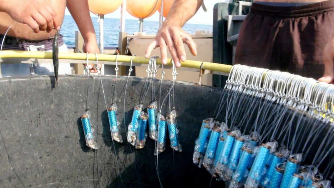 Des millions de requins pourraient être sauvés des crochets de pêche grâce à un nouveau dispositif à impulsions