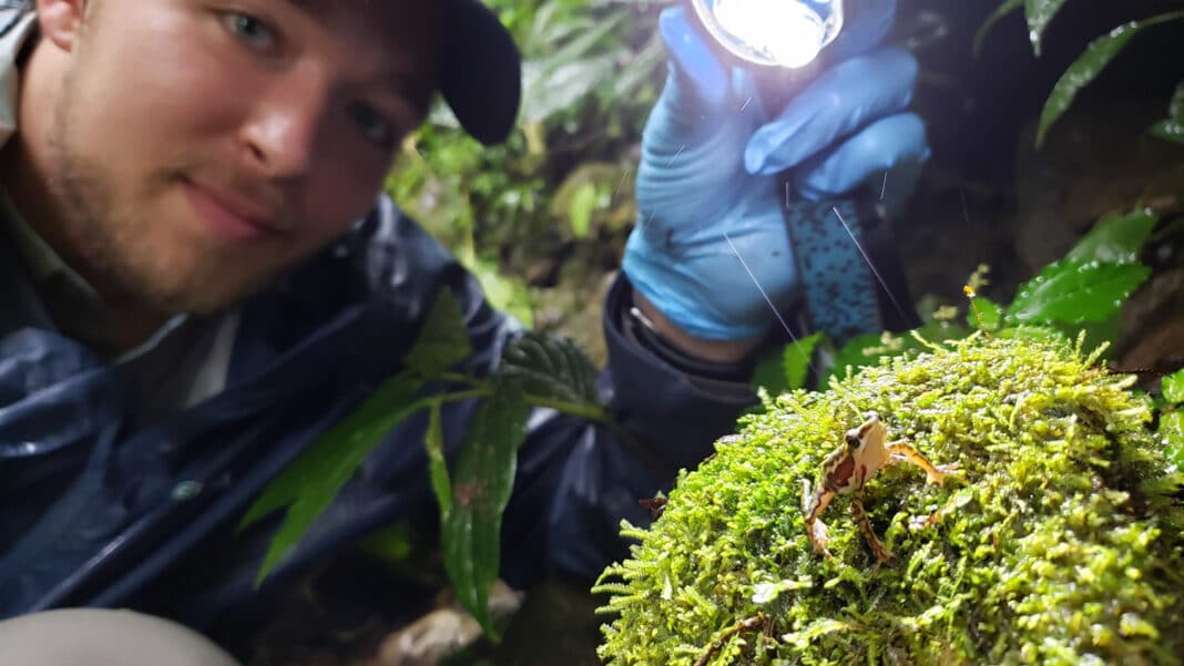 Des écologistes ont découvert en Équateur 32 espèces de grenouilles arlequins que l'on croyait éteintes.