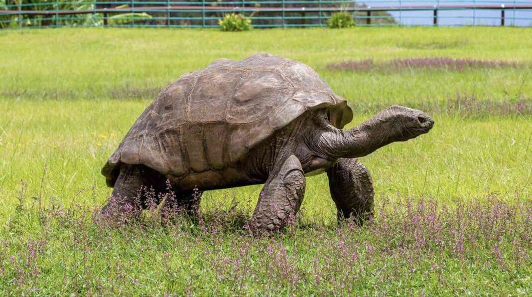 La tortue, le plus vieil animal terrestre du monde, fête son 190e anniversaire