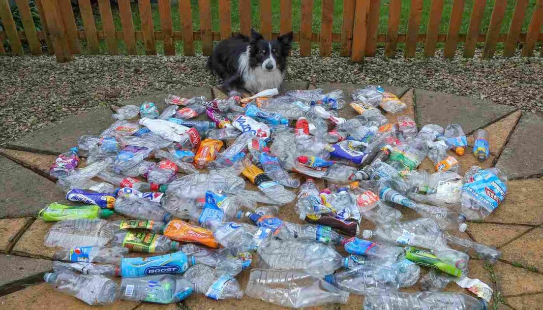 Un chien intelligent collecte des centaines de bouteilles en plastique pendant ses promenades - pour recycler les déchets et nettoyer sa ville