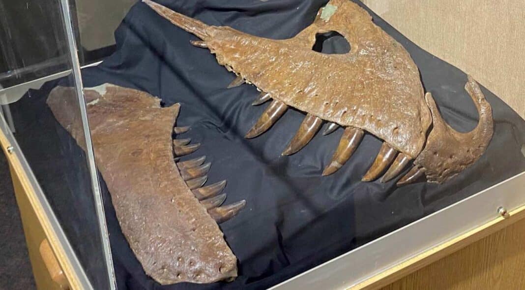 Un effrayant parent du T-Rex a été découvert et pourrait être le 