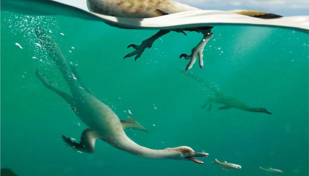 Des paléontologues ont enfin trouvé les restes d'un dinosaure nageur, un cormoran du Crétacé.