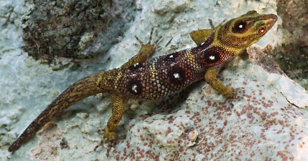 Un minuscule gecko se rétablit grâce à une collaboration internationale qui a presque doublé ses effectifs