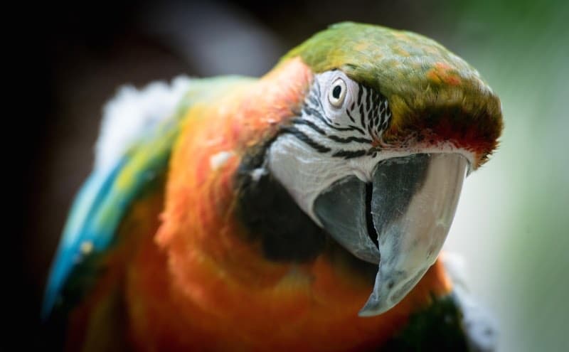 Mâle ou femelle Vieux ou jeune Une nouvelle étude montre que les perroquets peuvent tous parler au même niveau.