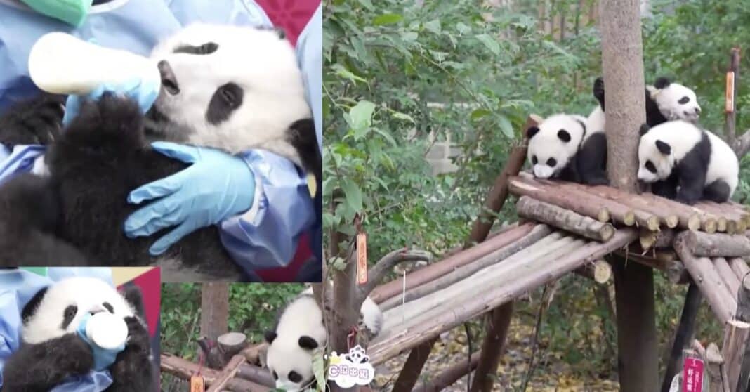 13 petits pandas font une apparition publique et jouent ensemble pour la première fois - LOOK
