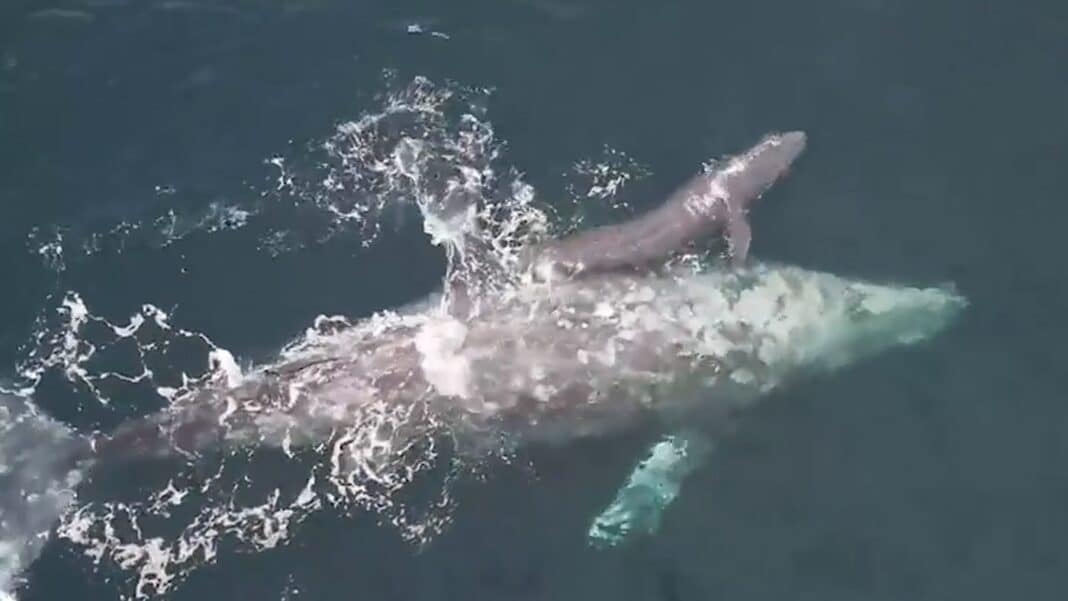 Une baleine montre son nouveau-né à des observateurs de Californie stupéfaits d'avoir assisté à la naissance.