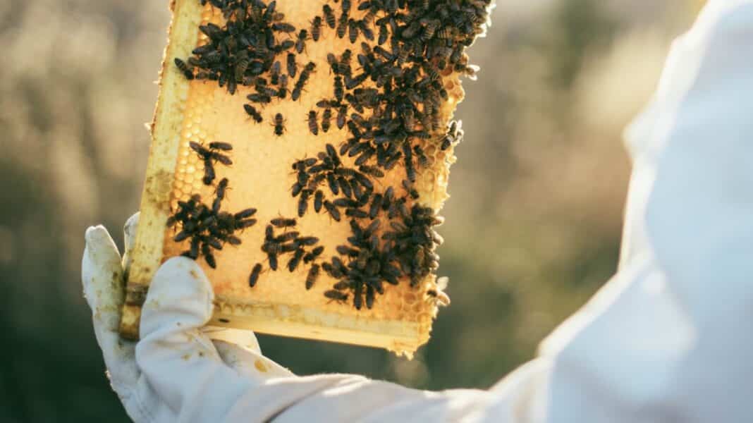 Le premier vaccin au monde contre le déclin des abeilles est approuvé par les États-Unis pour une utilisation conditionnelle