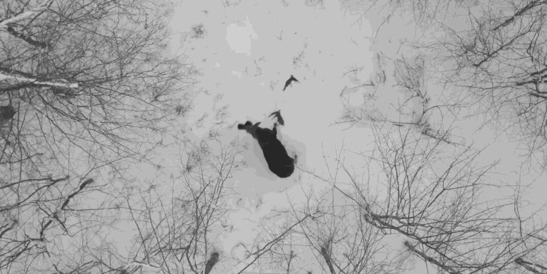 Vidéo incroyable d'un élan perdant ses bois - WATCH