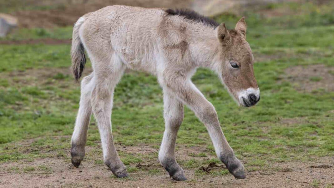 Un zoo américain célèbre la naissance d'un poulain extrêmement rare, le cheval de Przewalski, auparavant éteint à l'état sauvage.