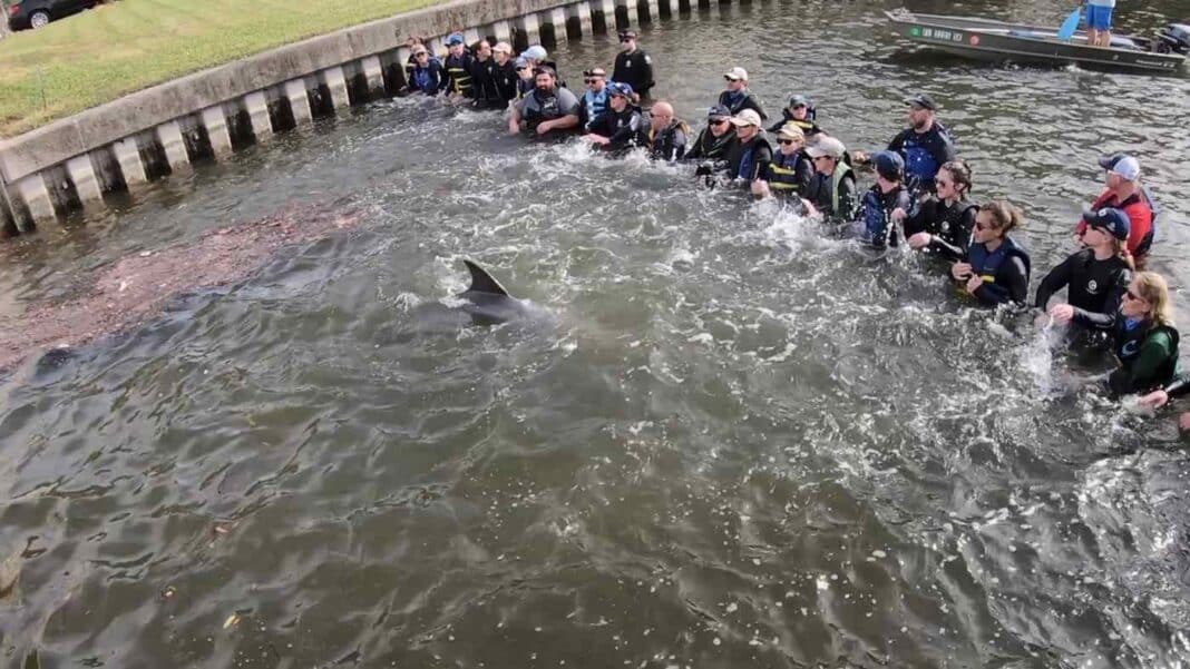 Une chaîne humaine formée par des biologistes de Floride pour sauver un dauphin en détresse
