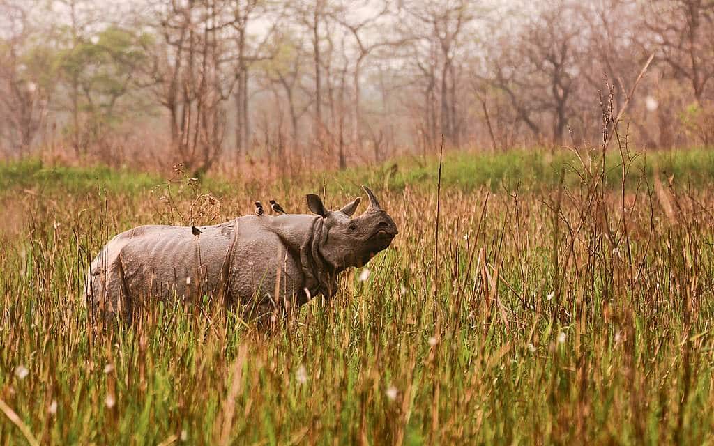 Pour la première fois depuis 1977, aucun rhinocéros n'a été braconné dans les parcs indiens.