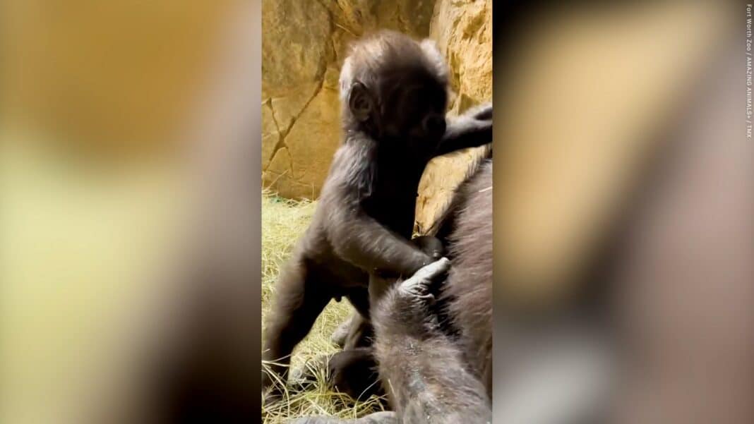 Moment adorable où un bébé gorille se tient debout pour la première fois (WATCH)
